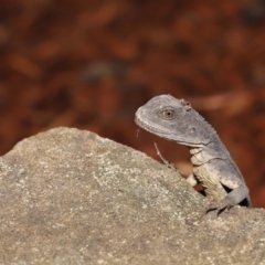 Intellagama lesueurii howittii (Gippsland Water Dragon) at Acton, ACT - 22 Oct 2019 by TimL