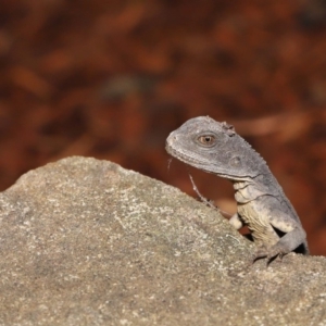 Intellagama lesueurii howittii at Acton, ACT - 22 Oct 2019 11:46 AM