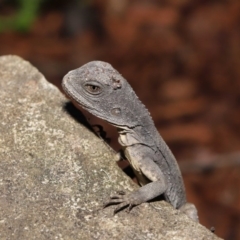 Intellagama lesueurii howittii at Acton, ACT - 22 Oct 2019