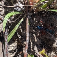 Diamma bicolor (Blue ant, Bluebottle ant) at Brindabella, NSW - 21 Oct 2019 by MattM
