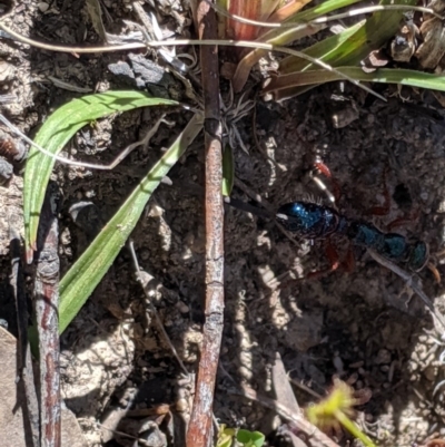 Diamma bicolor (Blue ant, Bluebottle ant) at Brindabella, NSW - 21 Oct 2019 by MattM