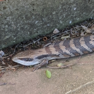 Tiliqua scincoides scincoides at Weston, ACT - 23 Oct 2019 12:50 PM