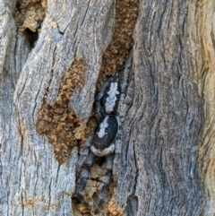 Ocrisiona leucocomis (White-flecked Crevice-dweller) at Majura, ACT - 23 Oct 2019 by MattM