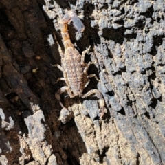 Lychas marmoreus (Little Marbled Scorpion) at Majura, ACT - 23 Oct 2019 by MattM