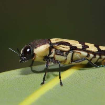 Castiarina decemmaculata (Ten-spot Jewel Beetle) at ANBG - 22 Oct 2019 by TimL