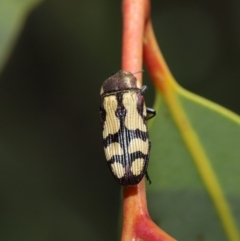 Castiarina decemmaculata at Hackett, ACT - 22 Oct 2019