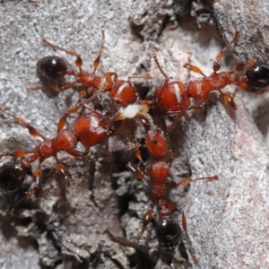 Podomyrma gratiosa at Acton, ACT - 22 Oct 2019 12:33 PM