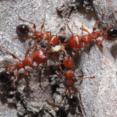 Podomyrma gratiosa (Muscleman tree ant) at Acton, ACT - 22 Oct 2019 by TimL