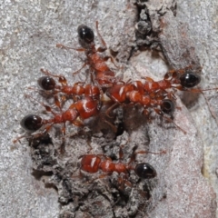 Podomyrma gratiosa at Acton, ACT - 22 Oct 2019