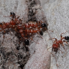 Podomyrma gratiosa at Acton, ACT - 22 Oct 2019