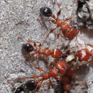 Podomyrma gratiosa at Acton, ACT - 22 Oct 2019 12:33 PM