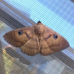 Dasypodia selenophora (Southern old lady moth) at O'Connor, ACT - 22 Oct 2019 by AndrewCB