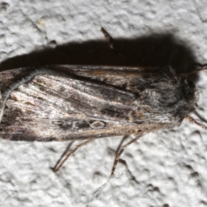 Agrotis munda at Ainslie, ACT - 17 Sep 2019 11:05 PM