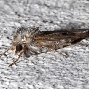 Agrotis munda at Ainslie, ACT - 17 Sep 2019 11:05 PM