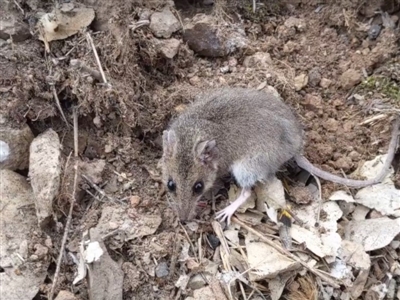 Sminthopsis murina (Common Dunnart) at Sutton, NSW - 13 Oct 2019 by SThompson