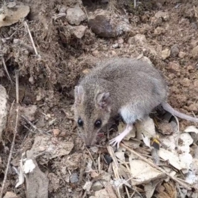 Sminthopsis murina (Common Dunnart) at Sutton, NSW - 13 Oct 2019 by SThompson