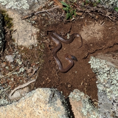 Parasuta dwyeri (Dwyer's Black-headed Snake) at Williamsdale, NSW - 16 Oct 2019 by S_Thompson