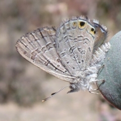 Acrodipsas myrmecophila (Small Ant-blue Butterfly) at Symonston, ACT - 23 Oct 2019 by Christine