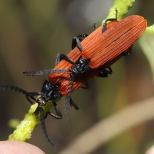 Porrostoma sp. (genus) at Acton, ACT - 22 Oct 2019