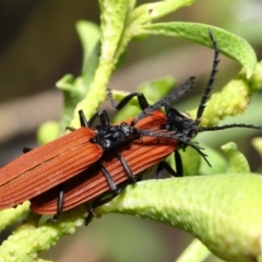 Porrostoma sp. (genus) at Acton, ACT - 22 Oct 2019