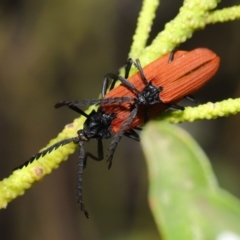 Porrostoma sp. (genus) at Acton, ACT - 22 Oct 2019