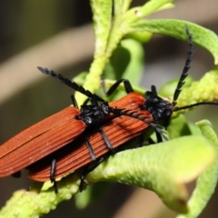 Porrostoma sp. (genus) at Acton, ACT - 22 Oct 2019