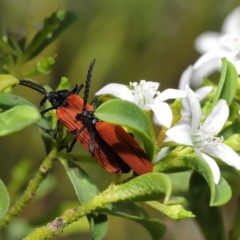 Porrostoma sp. (genus) at Acton, ACT - 22 Oct 2019