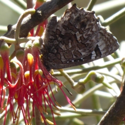 Ogyris amaryllis (Satin Azure) at Dunlop, ACT - 22 Oct 2019 by Christine