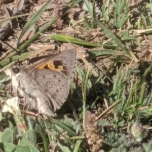 Trapezites phigalia at Lake George, NSW - 23 Oct 2019 04:31 PM