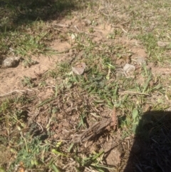 Trapezites phigalia at Lake George, NSW - 23 Oct 2019 04:31 PM