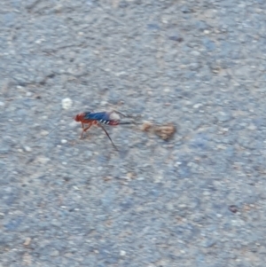 Lissopimpla excelsa at Garran, ACT - 23 Oct 2019 04:41 PM