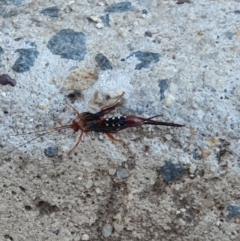 Lissopimpla excelsa at Garran, ACT - 23 Oct 2019 04:41 PM