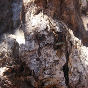 Papyrius nitidus at Majura, ACT - suppressed