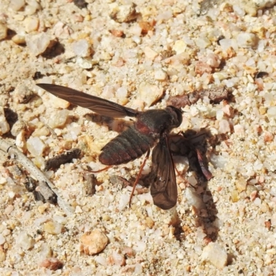 Comptosia insignis (A bee fly) at Paddys River, ACT - 22 Oct 2019 by JohnBundock