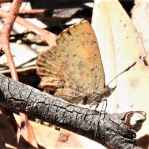 Paralucia aurifera at Paddys River, ACT - 23 Oct 2019