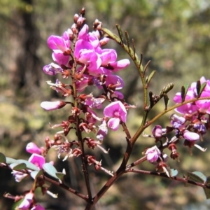 Indigofera australis subsp. australis at Paddys River, ACT - 23 Oct 2019 11:54 AM