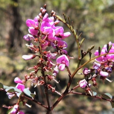 Indigofera australis subsp. australis (Australian Indigo) at Tidbinbilla Nature Reserve - 23 Oct 2019 by JohnBundock