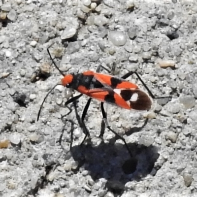 Melanerythrus mactans (A seed bug) at Paddys River, ACT - 23 Oct 2019 by JohnBundock