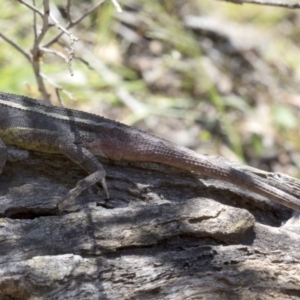 Diporiphora nobbi at Wee Jasper, NSW - 23 Oct 2019