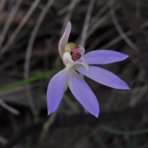 Caladenia fuscata at Paddys River, ACT - suppressed