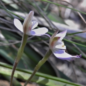 Caladenia fuscata at Paddys River, ACT - suppressed