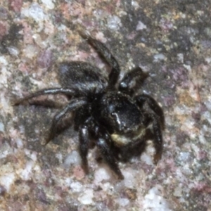 Salticidae sp. 'Golden palps' at Wee Jasper, NSW - 23 Oct 2019