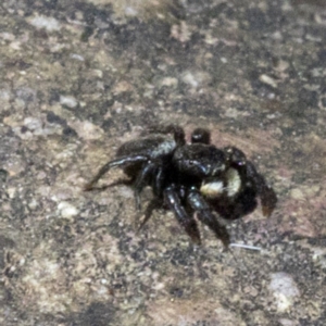 Salticidae sp. 'Golden palps' at Wee Jasper, NSW - 23 Oct 2019 12:14 PM