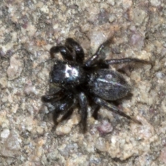 Salticidae sp. 'Golden palps' at Wee Jasper, NSW - 23 Oct 2019