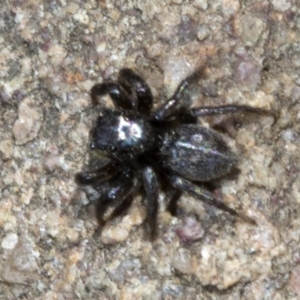 Salticidae sp. 'Golden palps' at Wee Jasper, NSW - 23 Oct 2019 12:14 PM