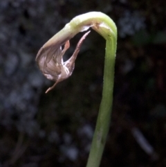 Pterostylis sp. (A Greenhood) at Wee Jasper, NSW - 23 Oct 2019 by JudithRoach