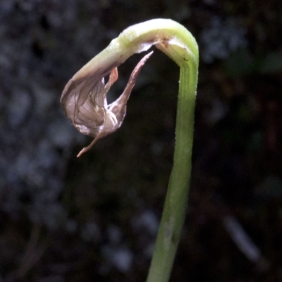 Pterostylis sp. (A Greenhood) at Wee Jasper, NSW - 23 Oct 2019 by JudithRoach