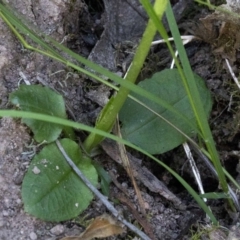 Pterostylis sp. at Wee Jasper, NSW - 23 Oct 2019