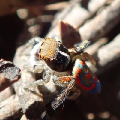 Maratus pavonis (Dunn's peacock spider) at Sullivans Creek, Acton - 22 Oct 2019 by Laserchemisty