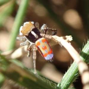 Maratus pavonis at Acton, ACT - 23 Oct 2019